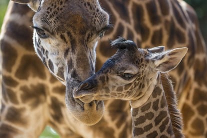 Harriet, una jirafa Masai, cuida de su cr&iacute;a en el zool&oacute;gico de San Diego, nacida hace cuatro d&iacute;as.