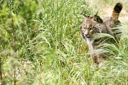 Morena en una imagen tomada por el Programa de Conservación Ex-situ del Lince Ibérico.  www.lynxexsitu.es