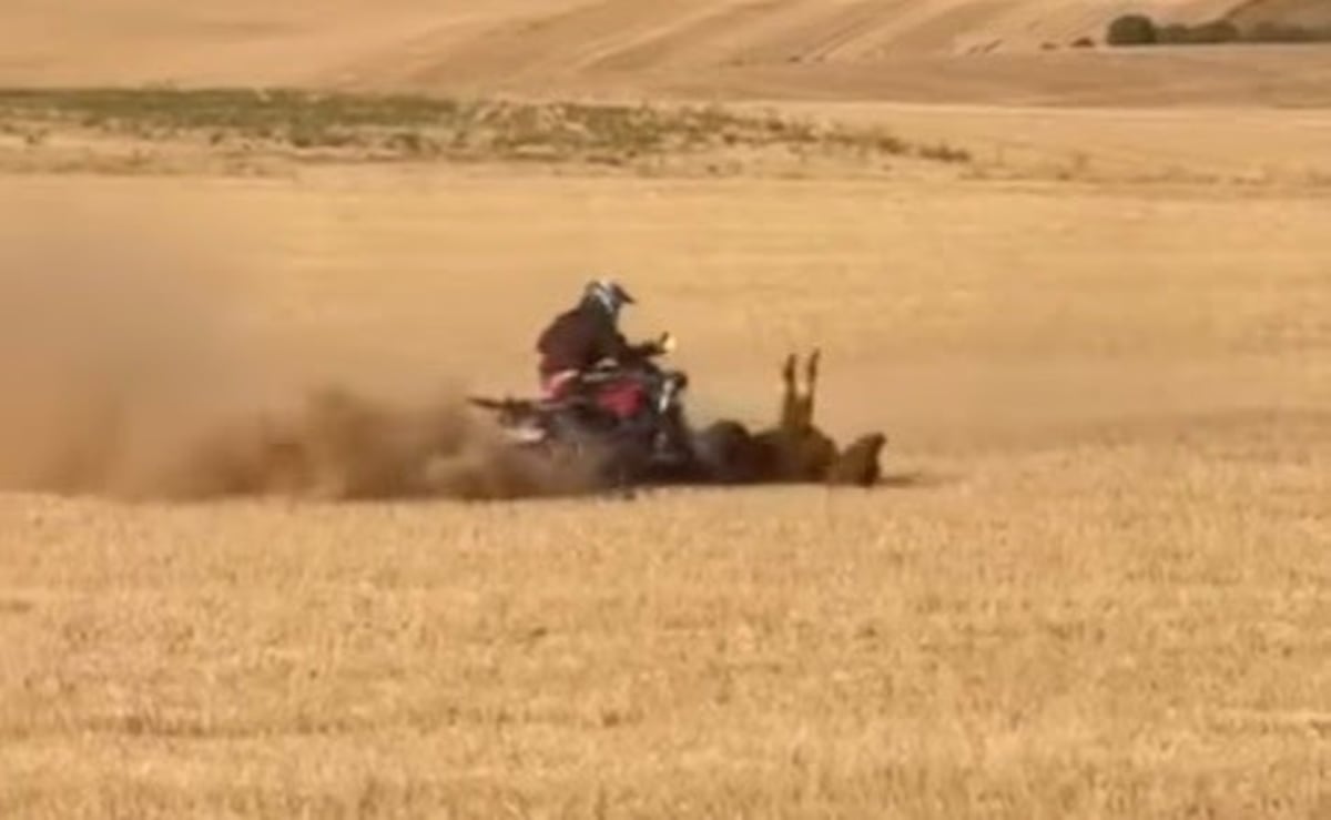 La Guardia Civil investiga a un hombre por matar con un quad a una vaquilla en un encierro de Valladolid