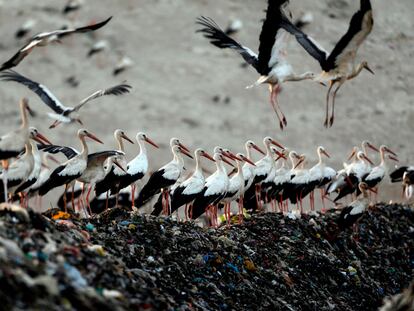 Un grupo de gaviotas, entre la basura de un vertedero.