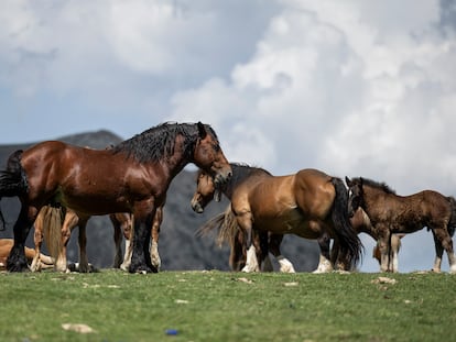 Vuelta a caballo por Lluçanès