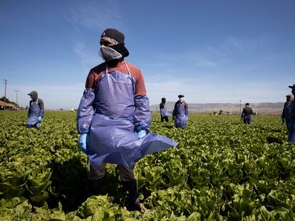 Trabajadores del campo en su jornada en Greenfield