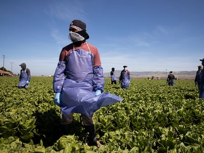 Trabajadores del campo en su jornada en Greenfield