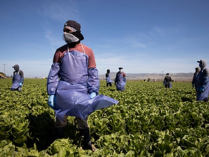 Trabajadores del campo con visa temporal realizan su jornada en Greenfield, California, el pasado 4 de enero.