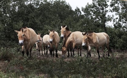 Un grupo de przewalskii, caballo salvaje mongol.