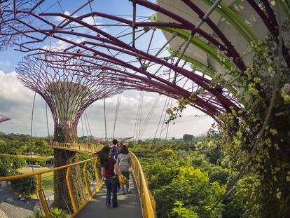 El nuevo icono de Singapur es su bosque de superárboles (Supertree Grove), 18 estructuras gigantescas de hormigón y metal cubiertas de plantas.