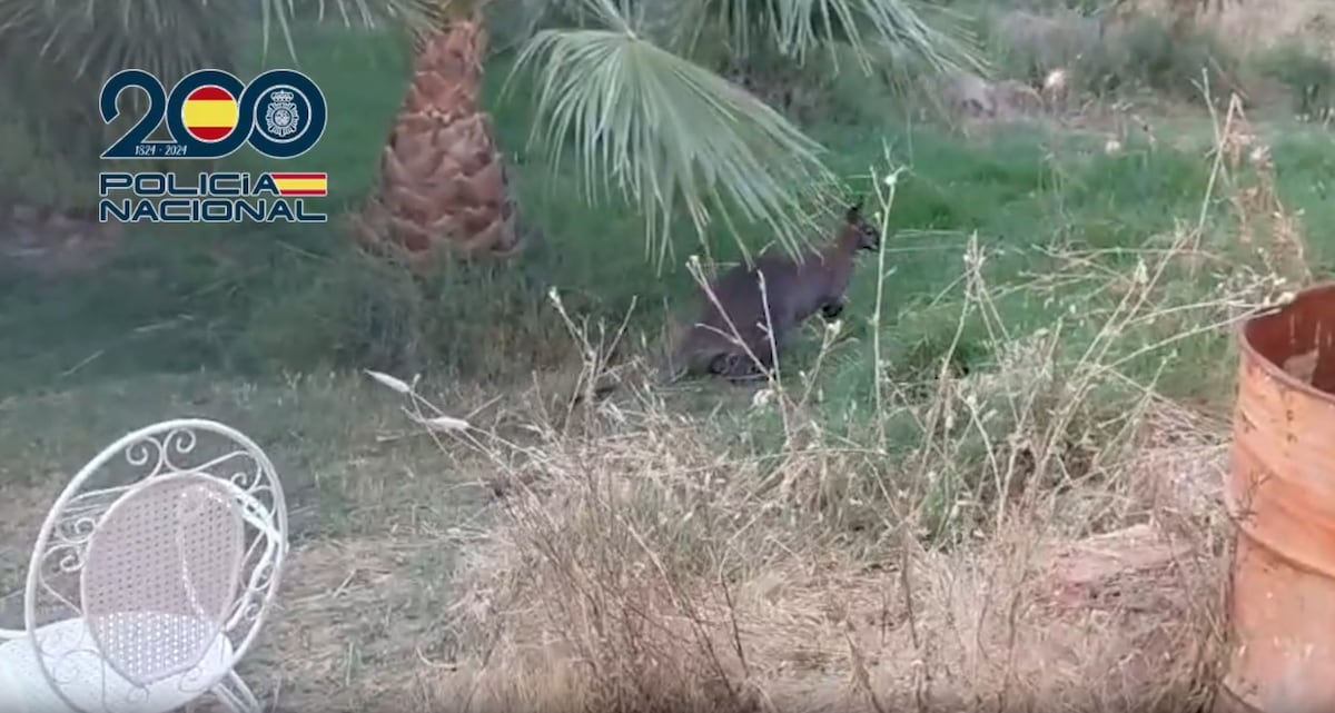 La Policía Nacional encuentra tres canguros en el registro de una finca con cultivos de marihuana en Ciudad Real