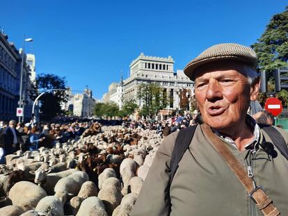 Garzón con las ovejas, en pleno centro de Madrid.