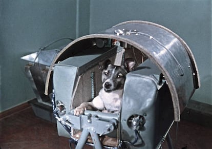 Laika, en la cápsula 'Sputnik 2'. 