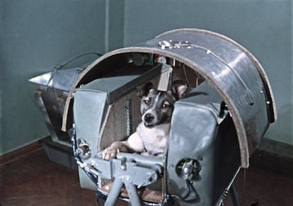 Laika, en la cápsula 'Sputnik 2'.