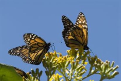 Mariposas monarca en Michoacán.