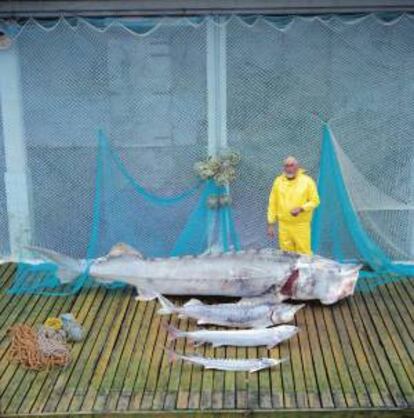 Fotografía facilitada por empresa estatal de caviar iraní Madar Takhasosi que muestra a un pescador junto a varios ejemplares de esturión. La progresiva desaparición de las reservas de esturiones en el mar Caspio han hecho del caviar salvaje iraní un lujo imposible de encontrar incluso en Irán.