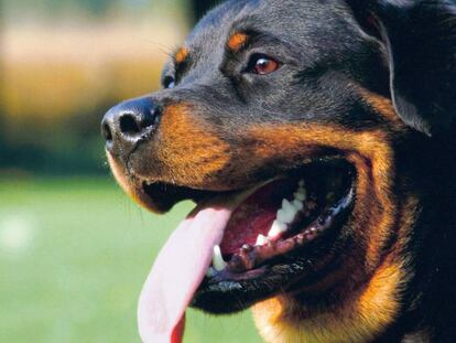 Un ejemplar de raza rottweiler. 