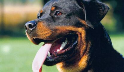 Un ejemplar de raza rottweiler. 