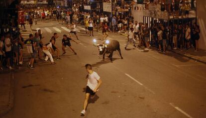 Un 'bou embolat' en las calles de Amposta durante la fiesta popular.