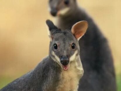 Los cuidadores de los pademelones oscuros buscan su reproducción para proteger la especie