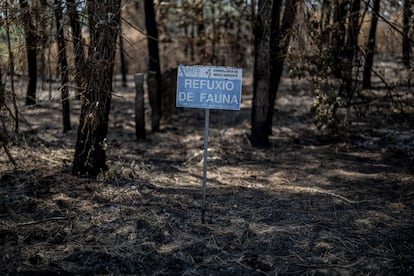 Árboles calcinados por el incendio forestal que afectó a una gran área del bosque Ridimoas en Ourense, este domingo.