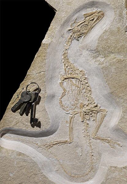 El fósil del ejemplar del pequeño <i>Juravenator</i>, en comparación con unas llaves.
