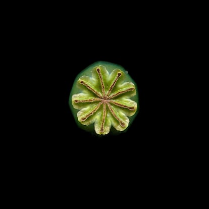 Fruto inmaduro de la adormidera, (Papaver somniferum), visto desde arriba.