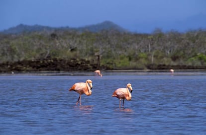 Flamencos en isla Floreana (Galápagos, Ecuador).