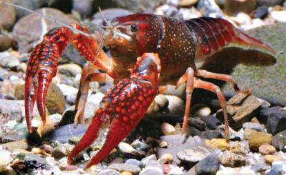 La llegada del 'procambarus clarkii' o cangrejo rojo a España se produjo en 1974 en las marismas del Guadalquivir (Sevilla), con fines comerciales. Posteriormente se introdujo en toda la península para comercio, consumo y como especie cebo. Procedente del noreste de México y centro y sur de Estados Unidos, transmite la afanomicosis al autóctono cangrejo de río, una enfermedad letal para la especie endémica. Es un comilón voraz de invertebrados, peces y larvas y huevos de anfibios, por lo que desestabiliza los habitats invadidos. Causa además daños en embalses, arrozales y estructuras de irrigación, al ser un animal excavador. Con respecto a su consumo como alimento, puede ser perjudicial si no está bien cocinado ya que es portador de varias enfermedades.