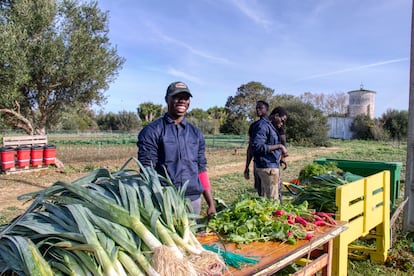 Las verduras que todos quisiéramos tener