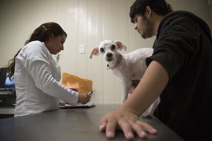 El Hospital Veterinario de Ciudad de México atiende a unas 150 mascotas al día y cuenta también con una zona de hospitalización para los animales que requieren tratamientos prolongados. En la imagen, una revisión de una mascota.