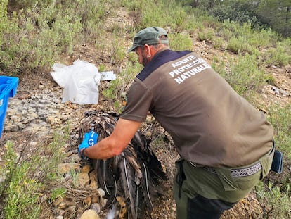 Un agente de protección de la naturaleza recoge el cadáver del ejemplar de quebrantahuesos fallecido en Castellón.