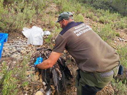 La Fundación del Quebrantahuesos denuncia la primera muerte en España de un ejemplar por una colisión con un aerogenerador