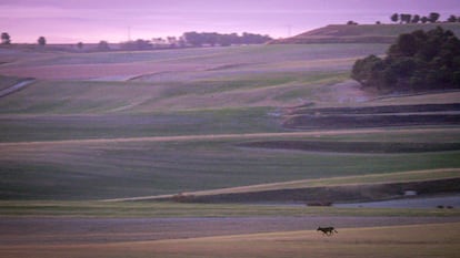 Un lobo corre por un campo de cereal recién cortado en Tierra de Campos, en el límite de Palencia con Valladolid. Imagen cedida por Andoni Canela 