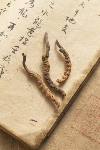 La seta oruga ha sido utilizada desde hace miles de años por la medicina tradicional china.