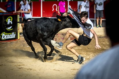 A fight with young bulls in Vidreres.