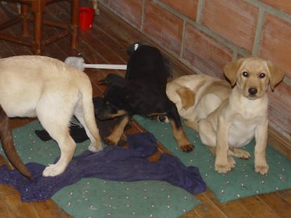 Foto facilitada este 1 de mayo por la fiscalía de Nueva York de cachorros de perro que fueron hallados con heroína dentro.