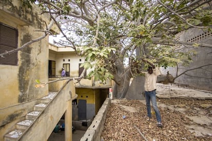 Un niño talibé se sube al techo de su daara (escuela coránica) para coger los frutos del baobab. Este árbol, sagrado en muchas culturas africanas, es el centro de esta antigua casa “mestiza” de la que aún se conserva una parte y en la que se ven los dos pisos con balcón y patio interior y las escaleras externas, propias de este tipo de viviendas.