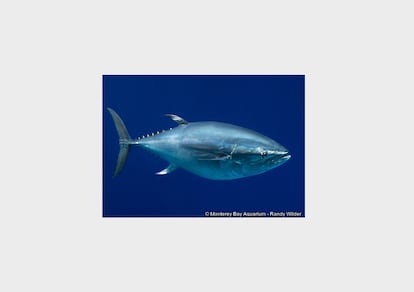 El Atún de Aleta Azul del Pacífico, <i>Thunnus orientalis,</i> ha pasado en la Lista Roja este año de preocupación menor a vulnerable, ya que se estima que la población de esta especie ha disminuido entre un 20% y un 30% en los últimos 20 años a causa de la sobrepesca. Una gran cantidad de los ejemplares capturados son menores de edad, que aún no han tenido la oportunidad de reproducirse. Esto, junto con su valor de mercado cada vez mayor explican su situación.