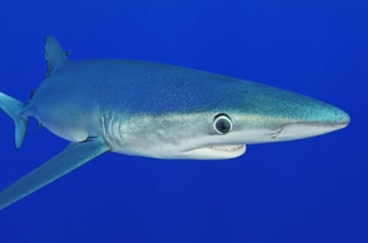 Tintorera o tiburón en aguas del Atlántico