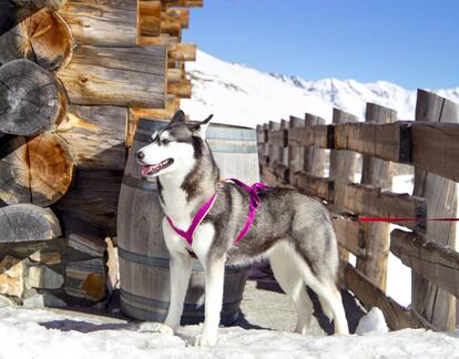Uno de los huskies que tiran los trineos en los recorridos turísticos por las montañas nevadas del Jura.