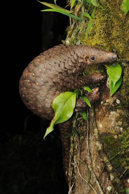 Espécies como o pangolim-malaio vivem nas áreas mais profundas da selva