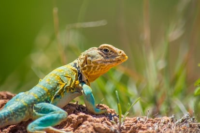 Los colores de la piel del camaleón han alimentado uno de los mitos clásicos escolares. Estos simpáticos reptiles escamosos cambian de color no solo para camuflarse, como le habrán contado en clase. Lo hacen sobre todo para comunicar distintos estados físicos o de ánimo, por ejemplo si una hembra está receptiva o gestante, si un macho está enfadado, si hay un enemigo o una presa a la vista, si tienen sueño o hambre… Además, las distintas libreas les sirven también para regular la temperatura.