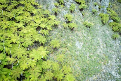 Bosque de helechos gigantes en isla de Trinidade, Brasil.