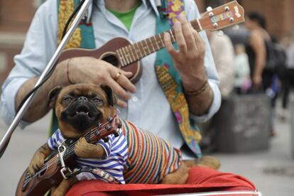 Un perro se sienta en el regazo de un músico callejero durante la Copa Mundial de fútbol 2018, en San Petersburgo (Rusia).