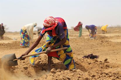 En la región de Zinder, en Níger, una mujer prepara la tierra, en abril de 2021. Actualmente, se han rehabilitado miles de hectáreas de terreno a través del sistema tradicional de medias lunas que retiene el agua y prepara el suelo para la cosecha.