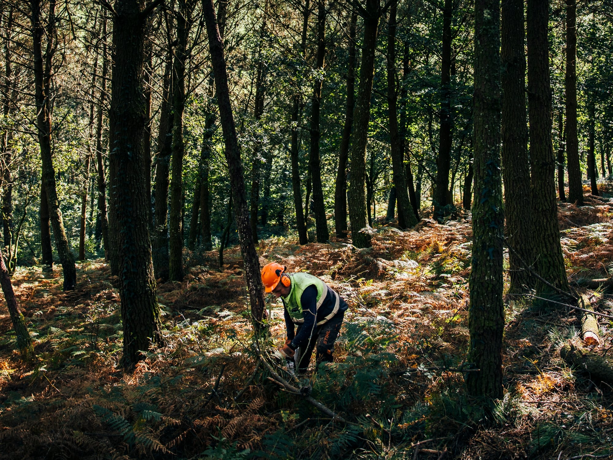 En España el 72% de la propiedad forestal está en manos de cuatro millones de propietarios. En la imagen, labores de limpieza de una finca de la empresa Finsa en A Coruña. 