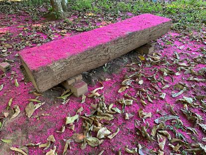 Flores del Manzano Brasilero en Tumichucua, Riberalta (Bolivia)