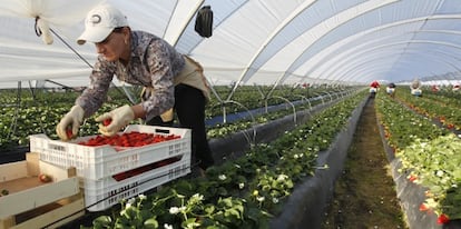 Mujeres rumanas trabajando, el pasado enero, en la recogida de la fresa en Palos de la Frontera (Huelva).