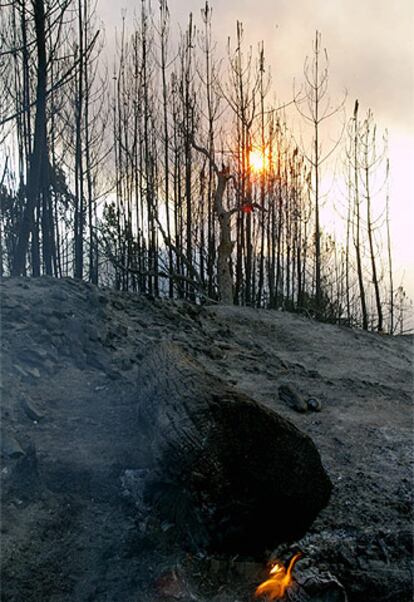 Imagen tomada ayer del monte Roxo, al noreste de Coimbra, tras ser arrasado por el fuego.