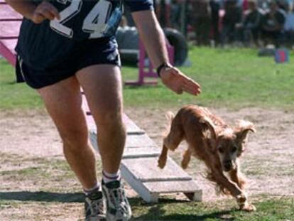 club canino La Princesa de Alcorcón puso a prueba la agilidad y también el carácter sociable de los perros