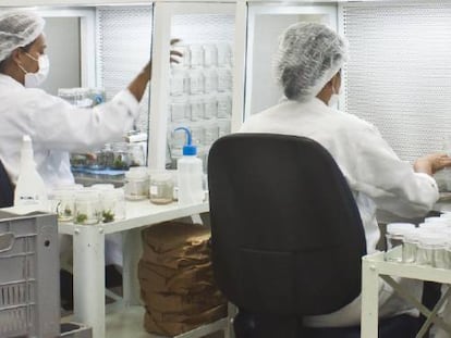 Pesquisadores no laborat&oacute;rio de biotecnologia do CETENE.