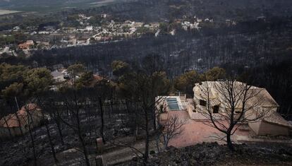 Árboles quemados después del incendio forestal en la aldea de Barx,el 8 de agosto.