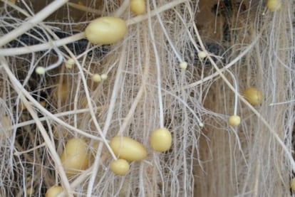 La empresa Newco es la pionera en España en cultivar patatas sin tierra a gran escala.